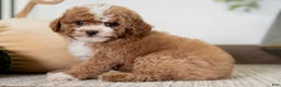 Miniature Poodle dogs for sale: Clara - Ad 5