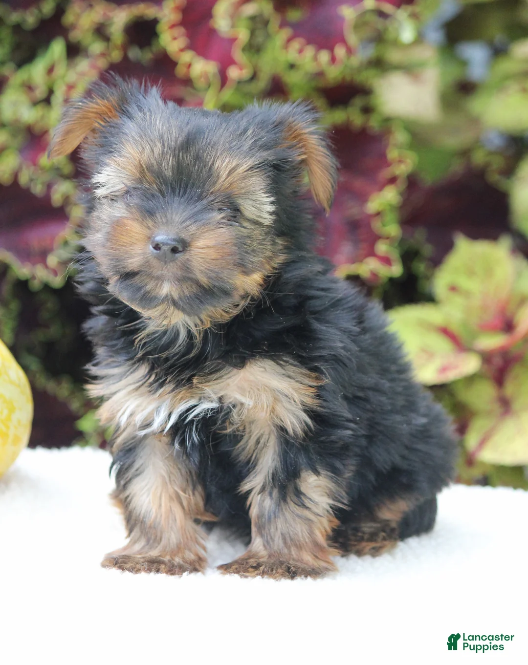 Yorkshire Terrier dogs for sale: Cooper - Ad 8