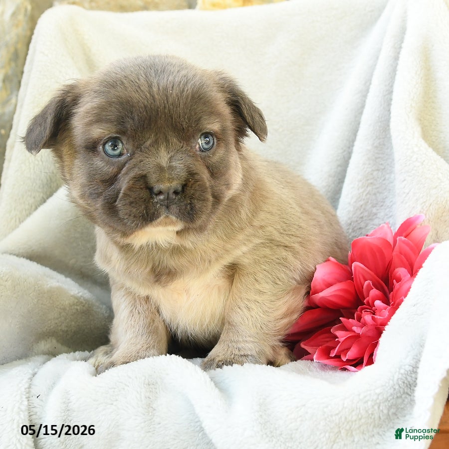 French Bulldog dogs Gretel - Ad 2