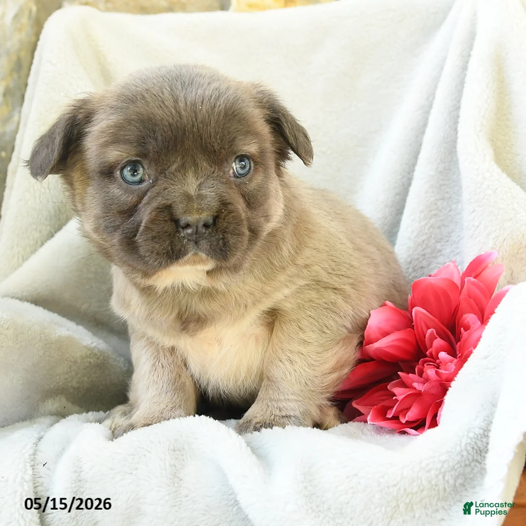 French Bulldog dogs for sale: Gretel - Ad 2