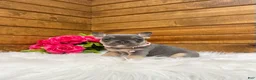 French Bulldog dogs for sale: Molli - Ad 4