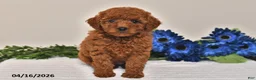 Miniature Poodle dogs for sale: Penny - Ad 3