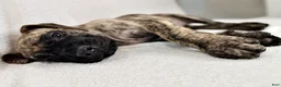 English Mastiff dogs for sale: English Mastiff Male Brindle Pup - Ad 3