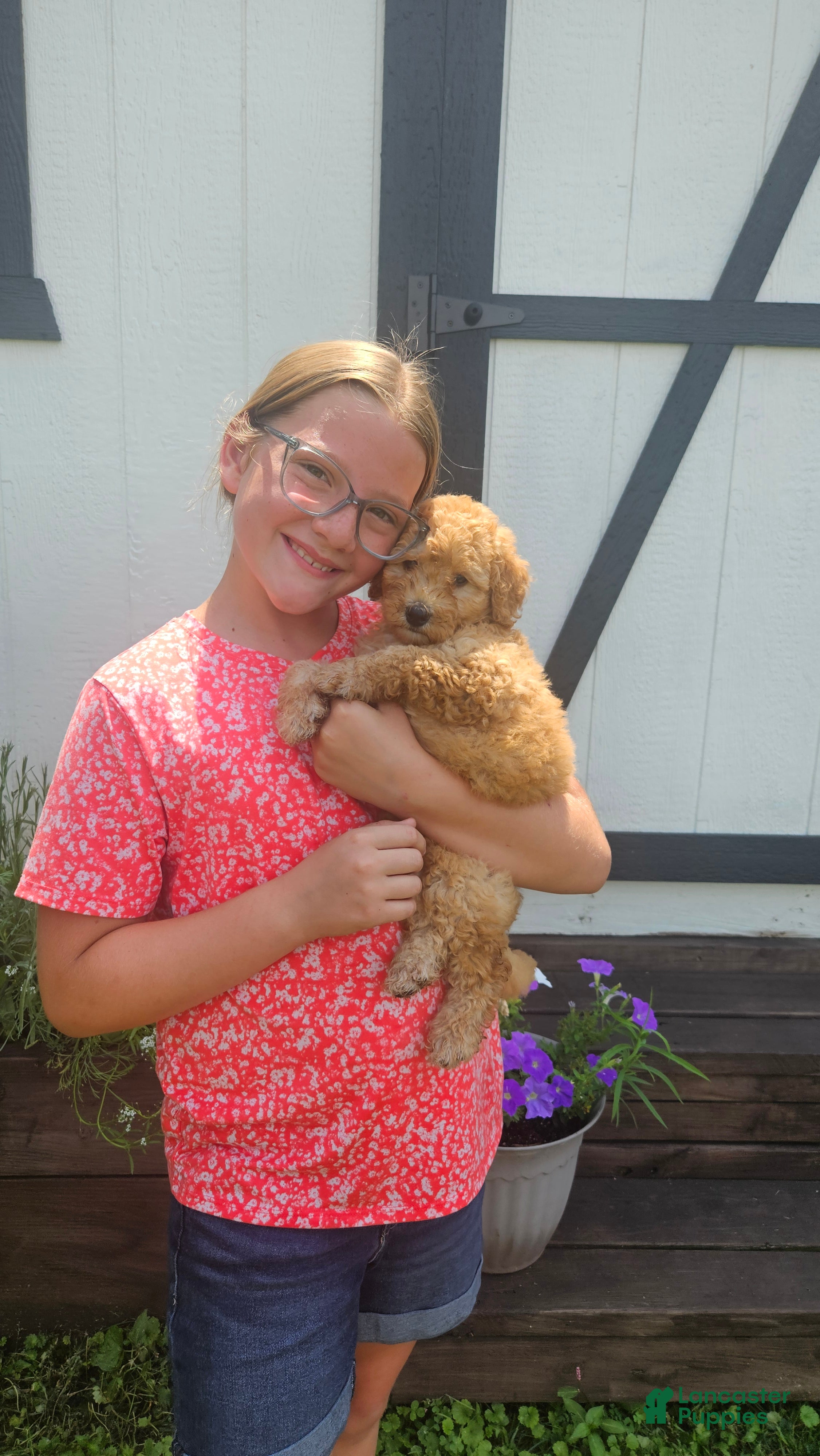 Mini Goldendoodle dogs Sunny - Ad 1
