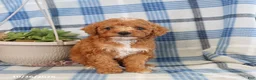 Toy Poodle dogs for sale: Jack   - Ad 4
