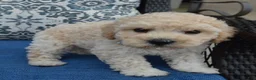 Mini Goldendoodle dogs for sale: Mini Greta - Ad 8