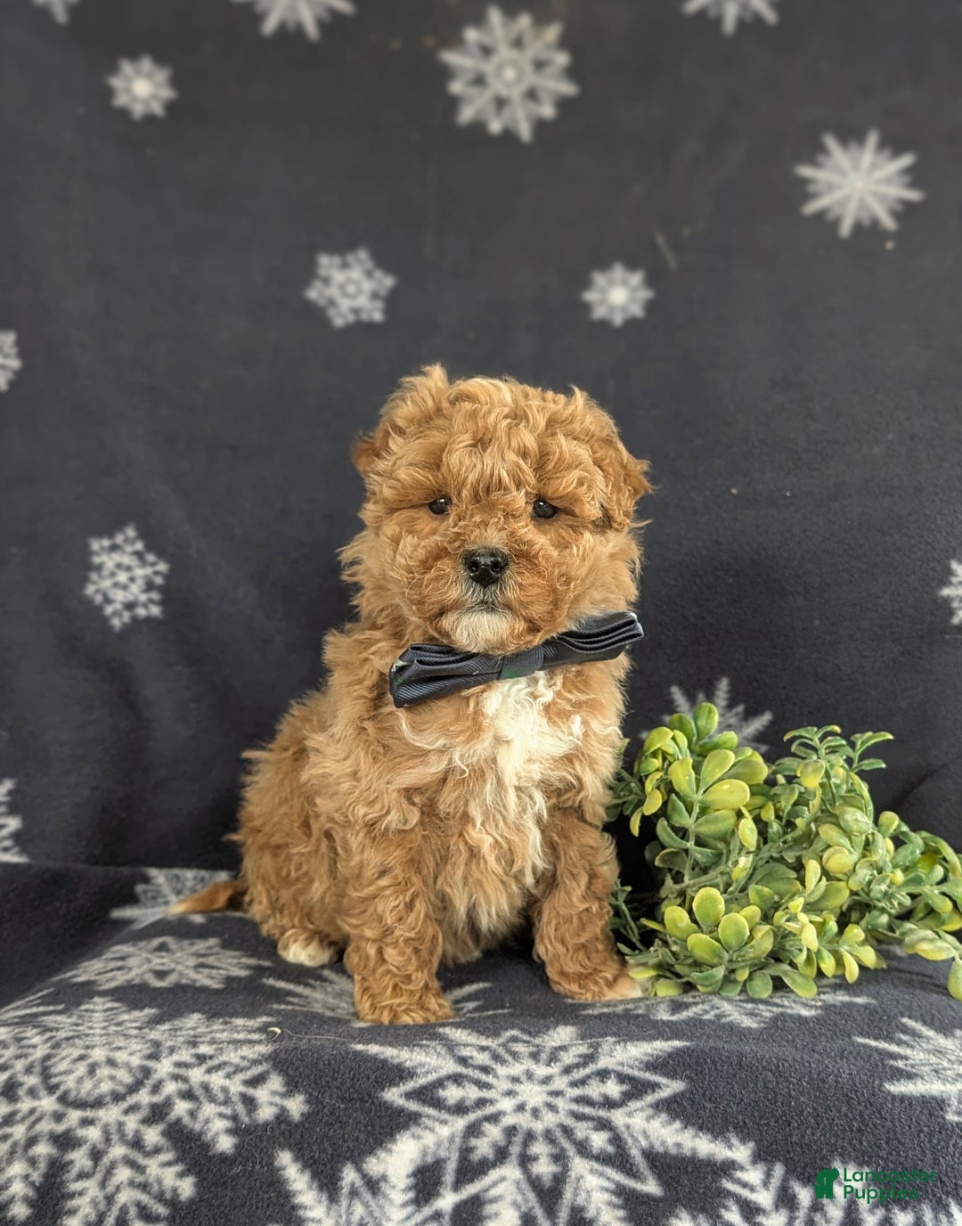 Bichpoo dogs for sale: Chance - Ad 6