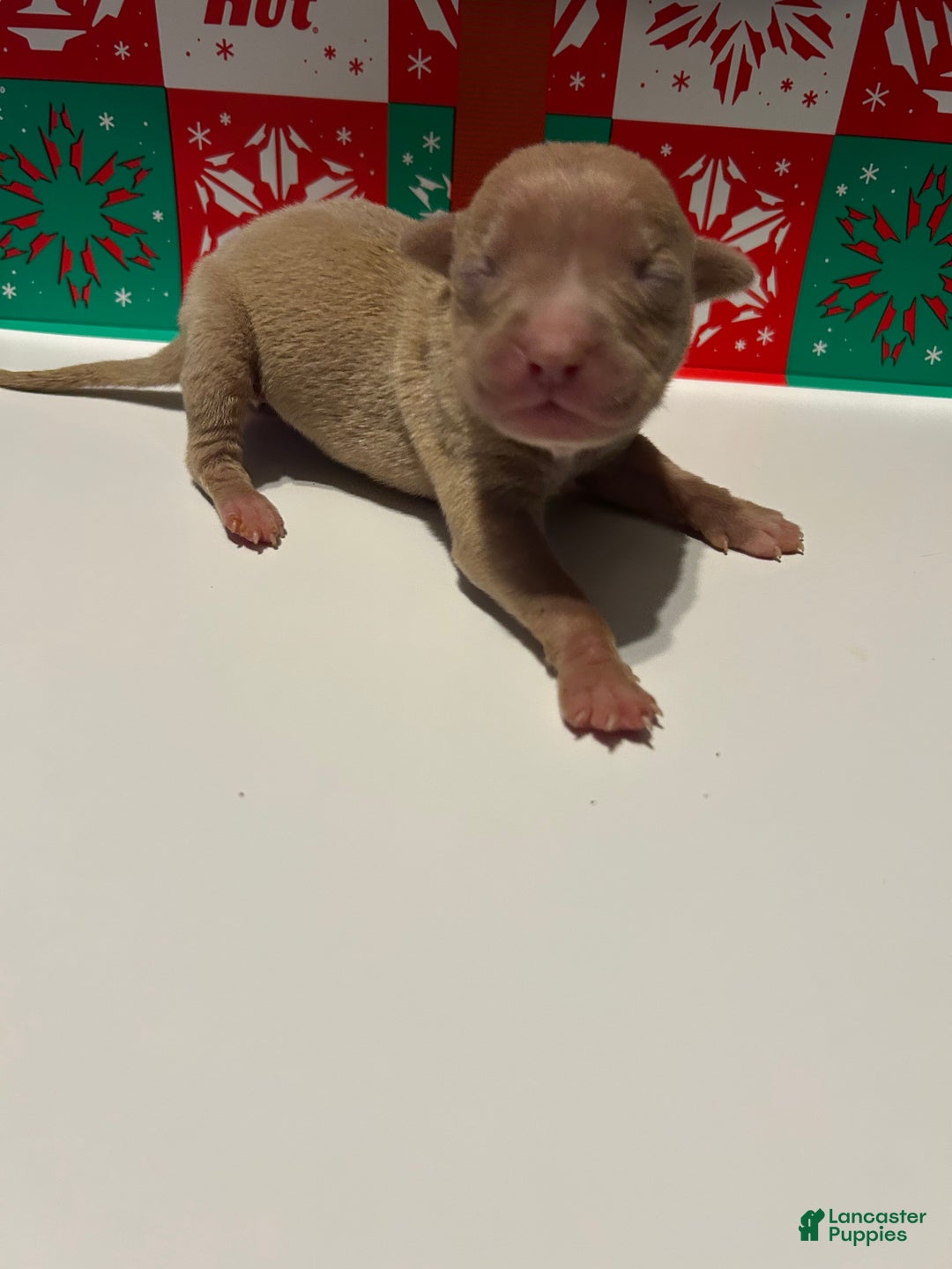 American Bully dogs for sale: American Bully Puppy 1 - Ad 3