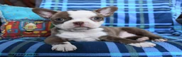 Boston Terrier dogs for sale: Queen Bee - Ad 4