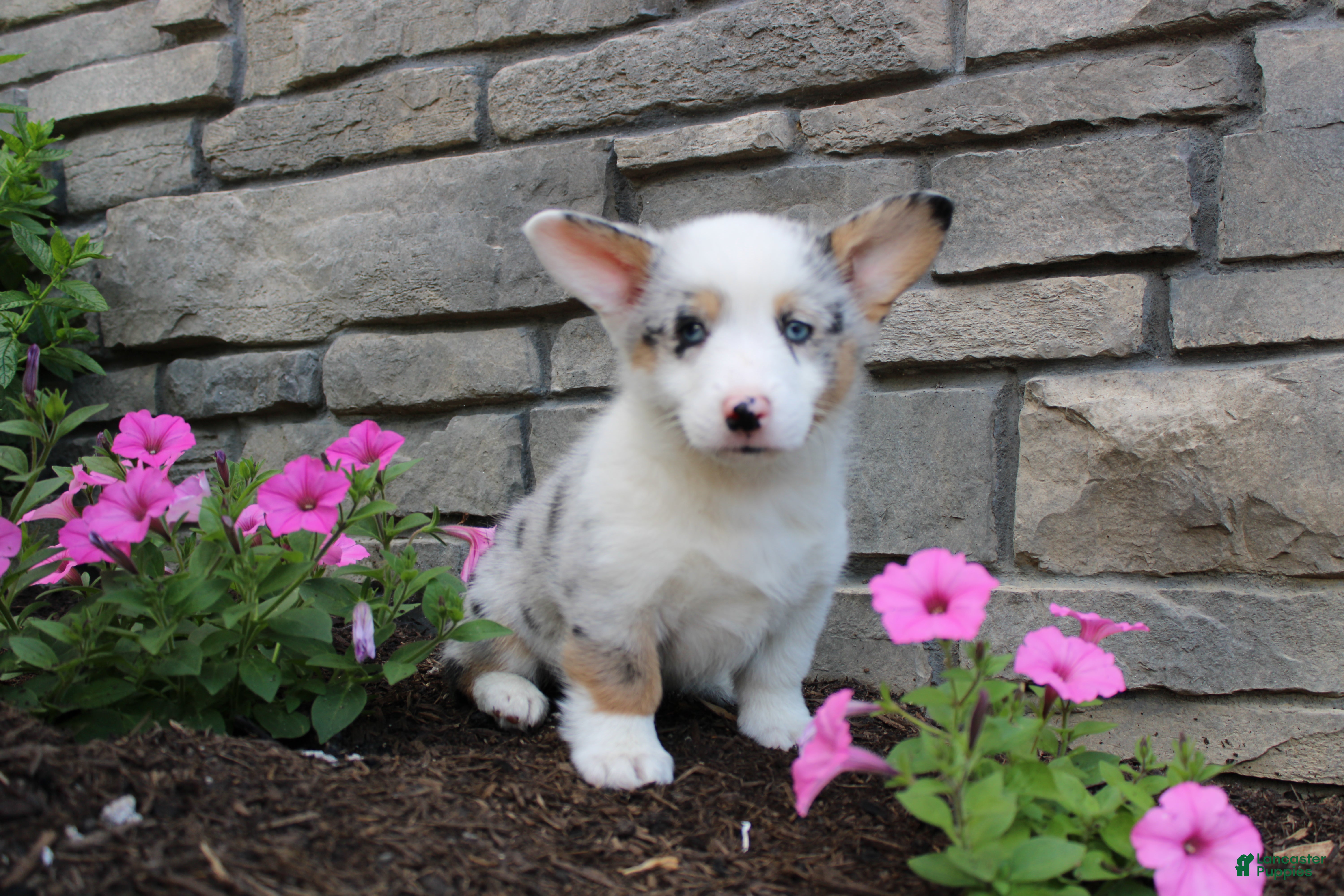 Welsh Corgi Pembroke dogs Denver  - Ad 1