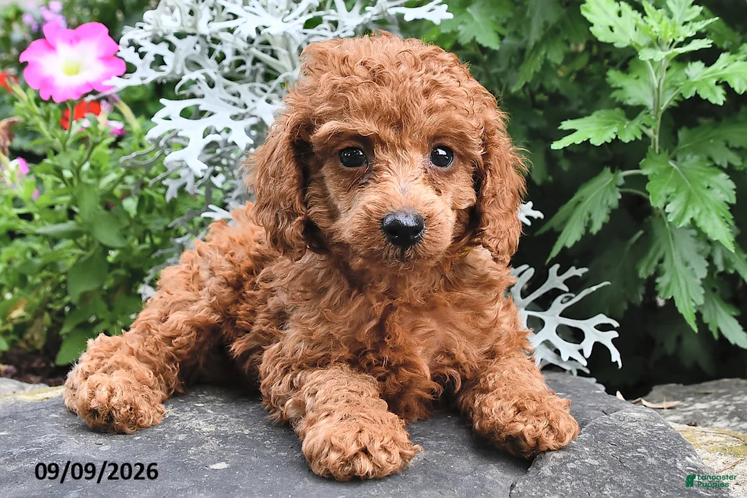 Miniature Poodle dogs for sale: Fritz - Ad 1