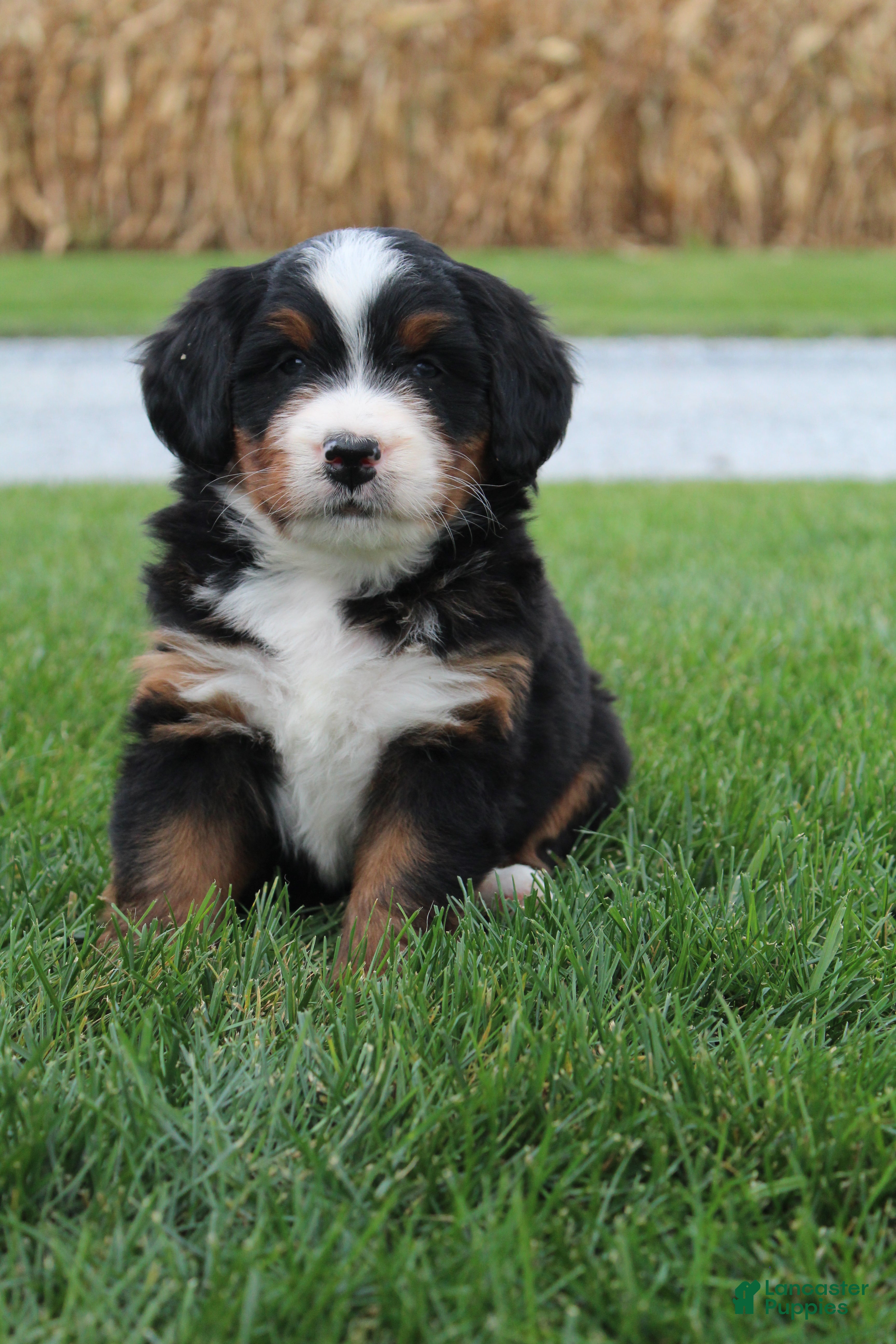 Maverick (Doodle / designer cross, Male) in Myerstown, PA
