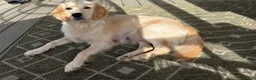 Mixed Breed dogs for sale: Black Collar - Ad 5