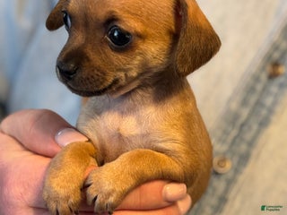 Chihuahua dogs Anime - Ad 2