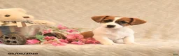 Jack Russell Terrier dogs for sale: Riley - Ad 5