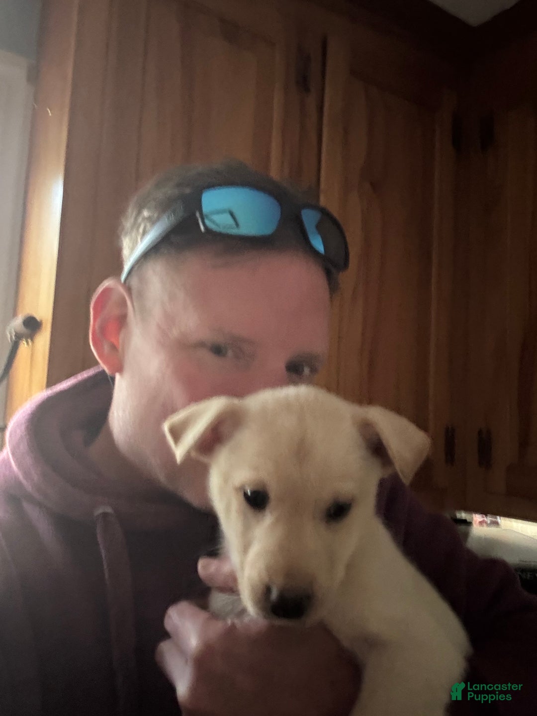 Mixed Breed dogs for sale: Puppy 1  - Ad 7