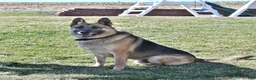 German Shepherd dogs for sale: Spike - Ad 7