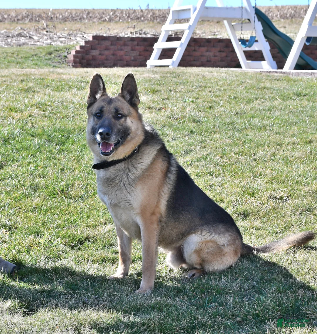 German Shepherd dogs for sale: Spike - Ad 7