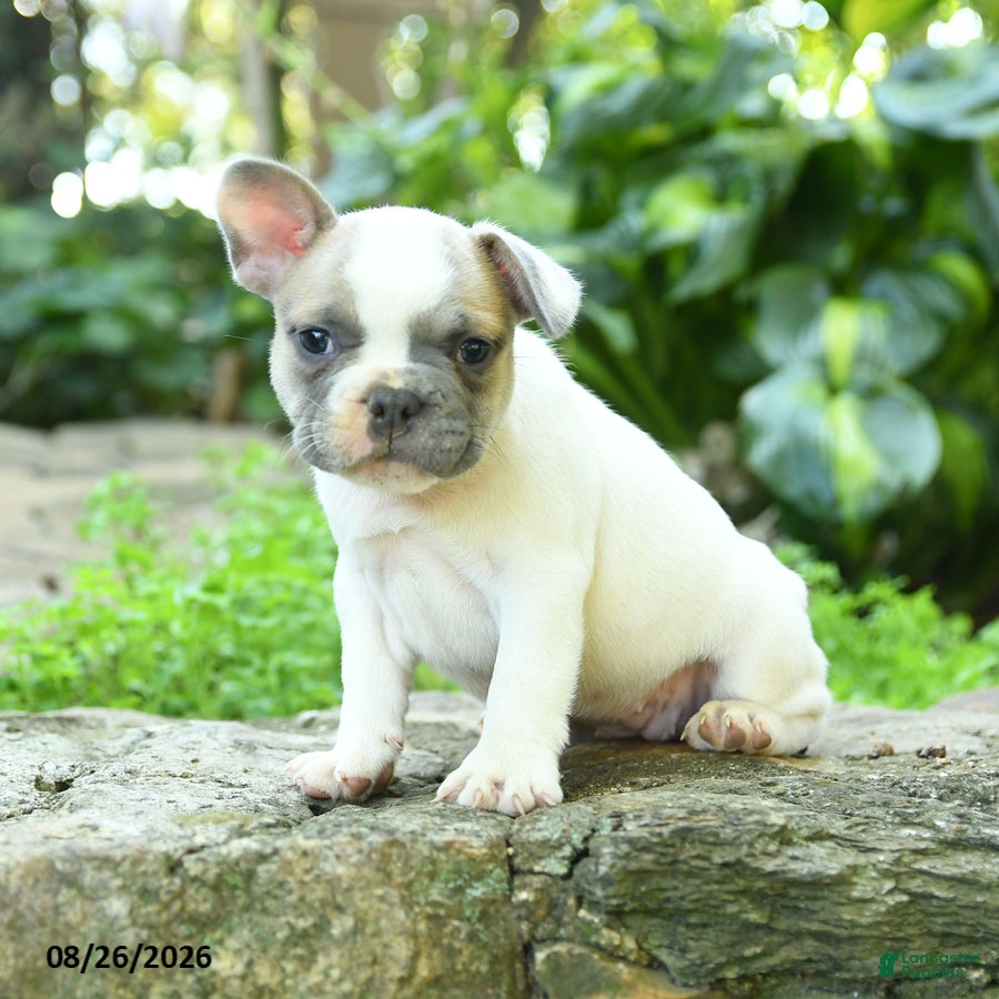 French Bulldog dogs Madeleine - Ad 2
