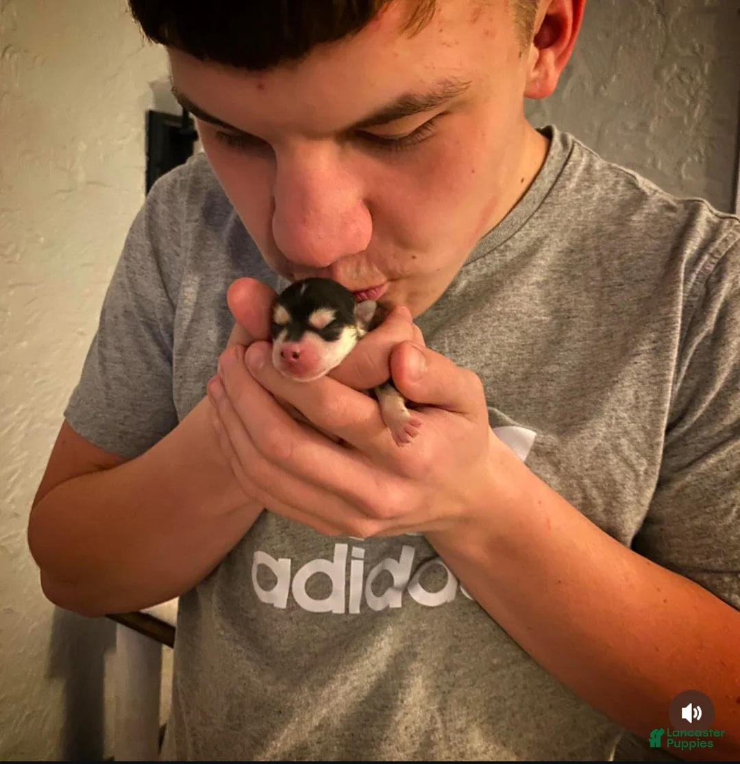 Pomsky dogs for sale: Bree  - Ad 7