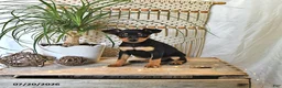 Miniature Pinscher dogs for sale: Mason - Ad 4