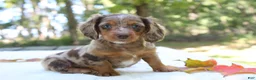 Miniature Dachshund dogs for sale: Seneca - Ad 3