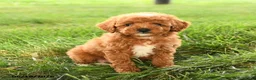 Mini Goldendoodle dogs for sale: Flannigan - Ad 3