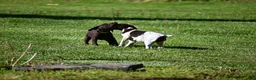 German Shorthaired Pointer dogs for sale: Buck - Ad 40