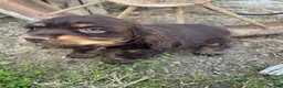 Cocker Spaniel dogs for sale: Brownie - Ad 6
