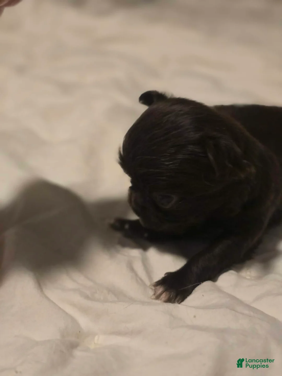 Chihuahua dogs for sale: jake - Ad 2