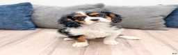 Cavalier King Charles Spaniel dogs for sale: Duff - Ad 3