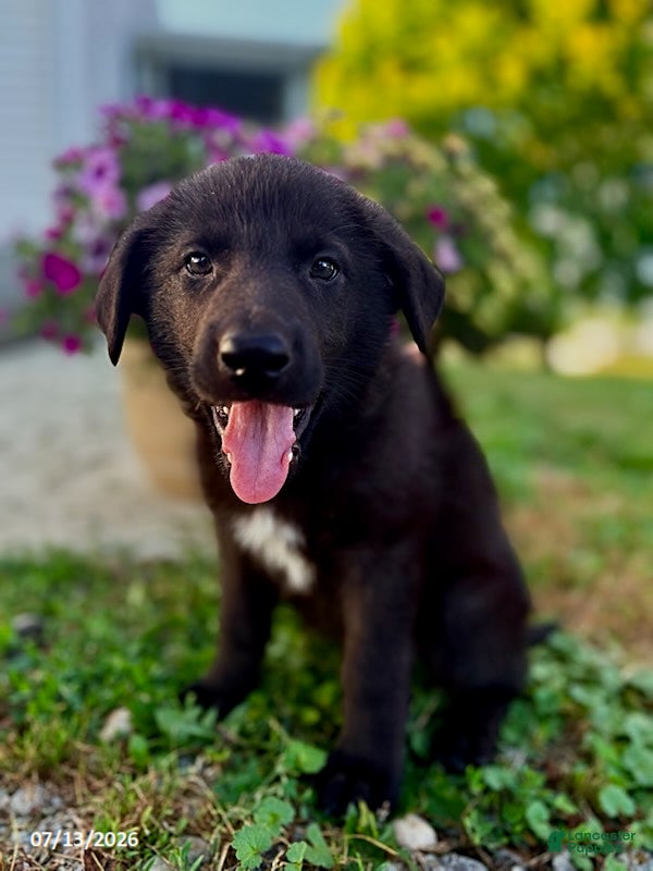German Shepherd dogs for sale: Arabella - Ad 1