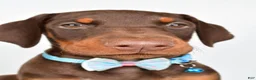 Doberman Pinscher dogs for sale: Hal - Ad 7