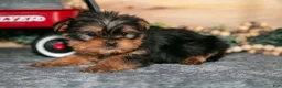 Yorkshire Terrier dogs for sale: Paul - Ad 3