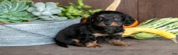 Miniature Dachshund dogs for sale: Zander - Ad 2