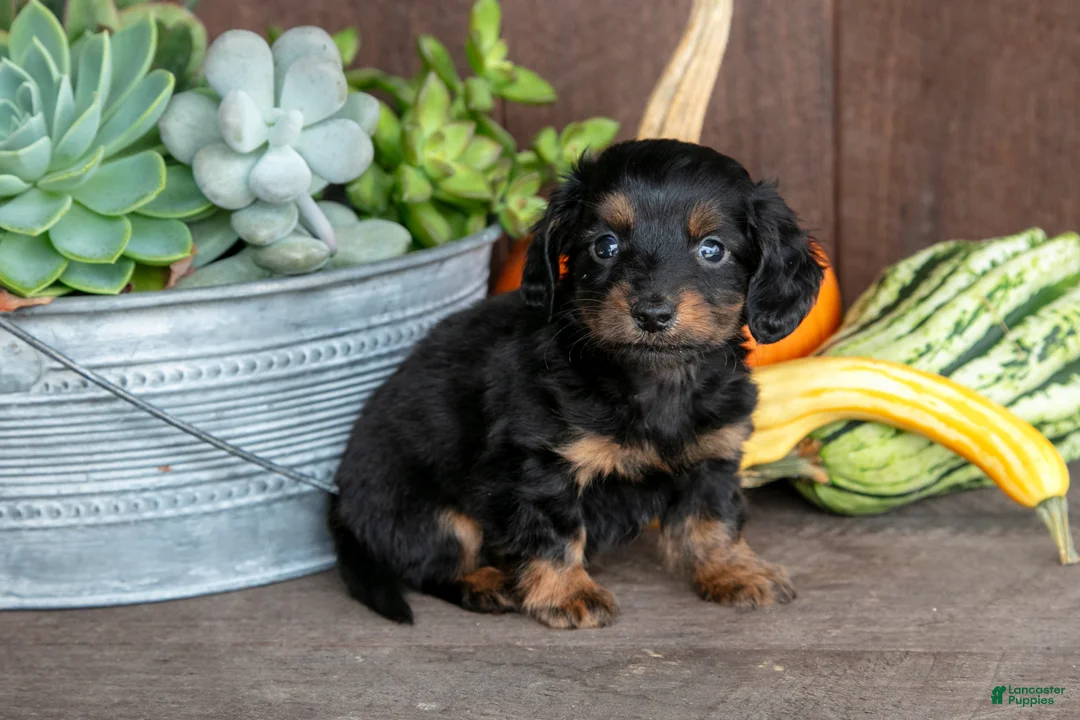 Miniature Dachshund dogs for sale: Zander - Ad 2