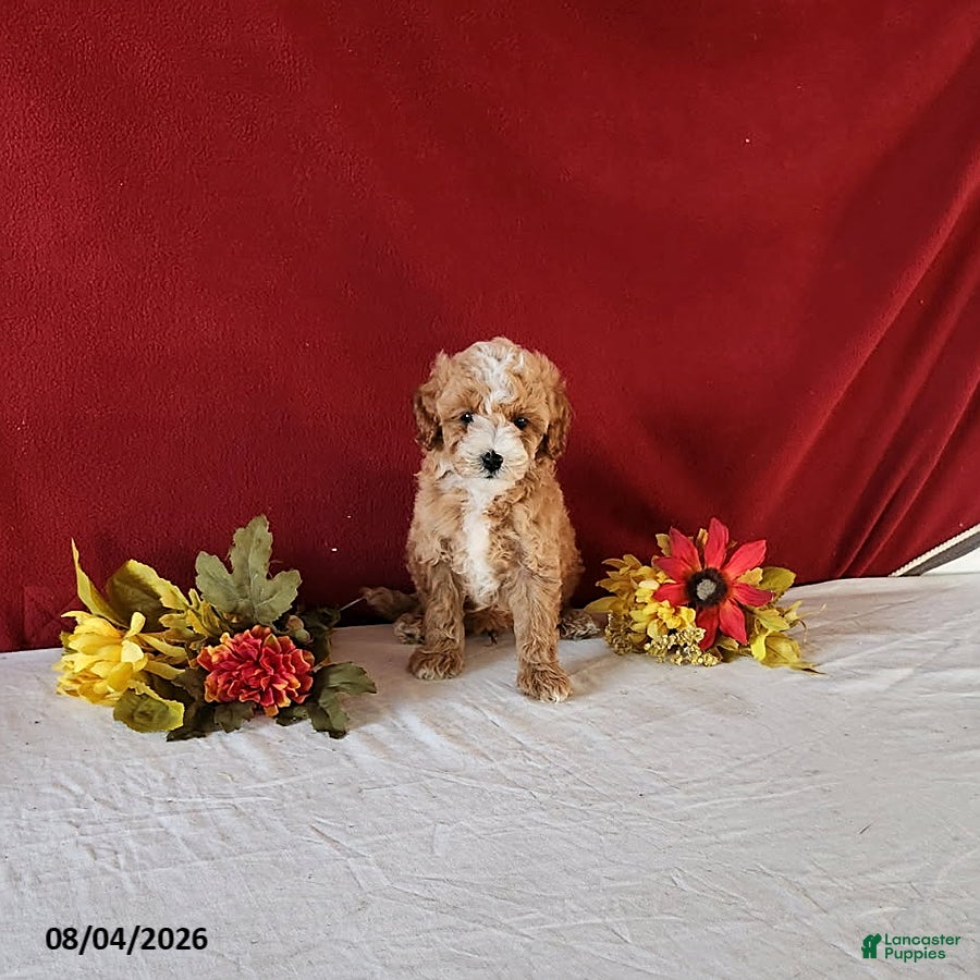 Cavapoo dogs Tango - Ad 2