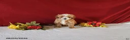 Cavapoo dogs for sale: Tango - Ad 2