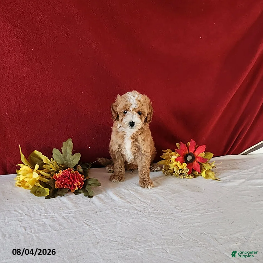 Cavapoo dogs for sale: Tango - Ad 2