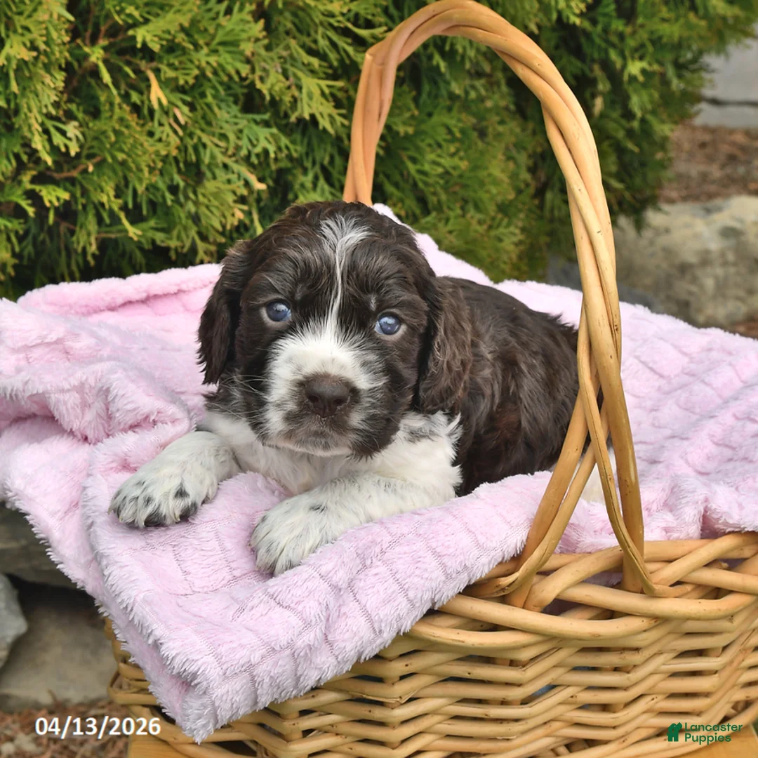 English Springer Spaniel dogs for sale: Ellie - Ad 1