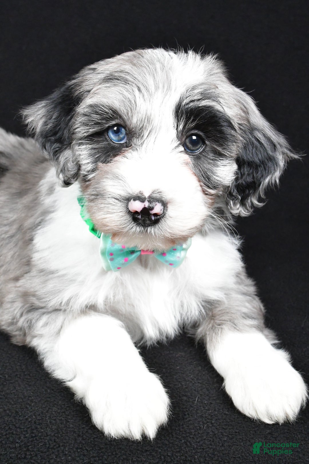 Sheepadoodle dogs for sale: Chase - Ad 4