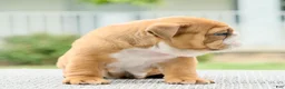 English Bulldog dogs for sale: Bentley - Ad 2