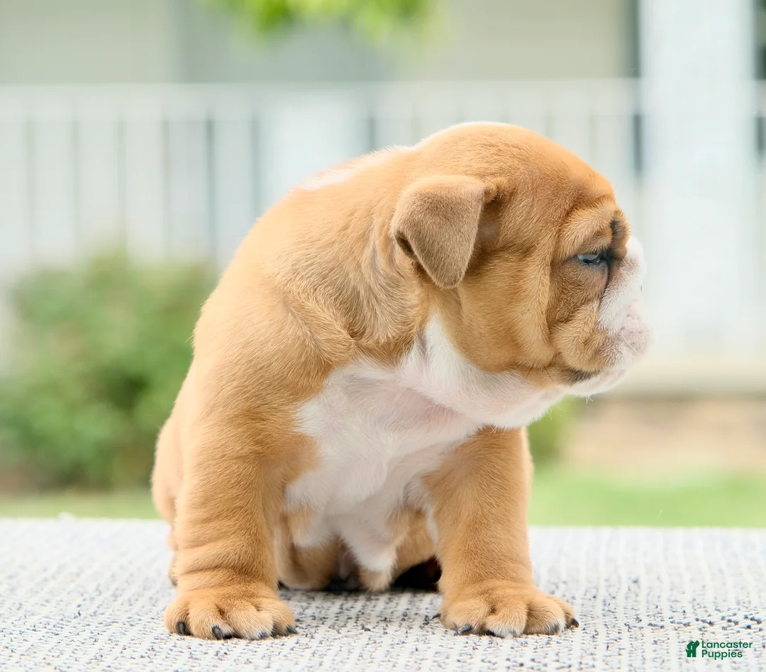 English Bulldog dogs for sale: Bentley - Ad 2