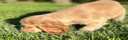 Cocker Spaniel dogs for sale: Gayle - Ad 4