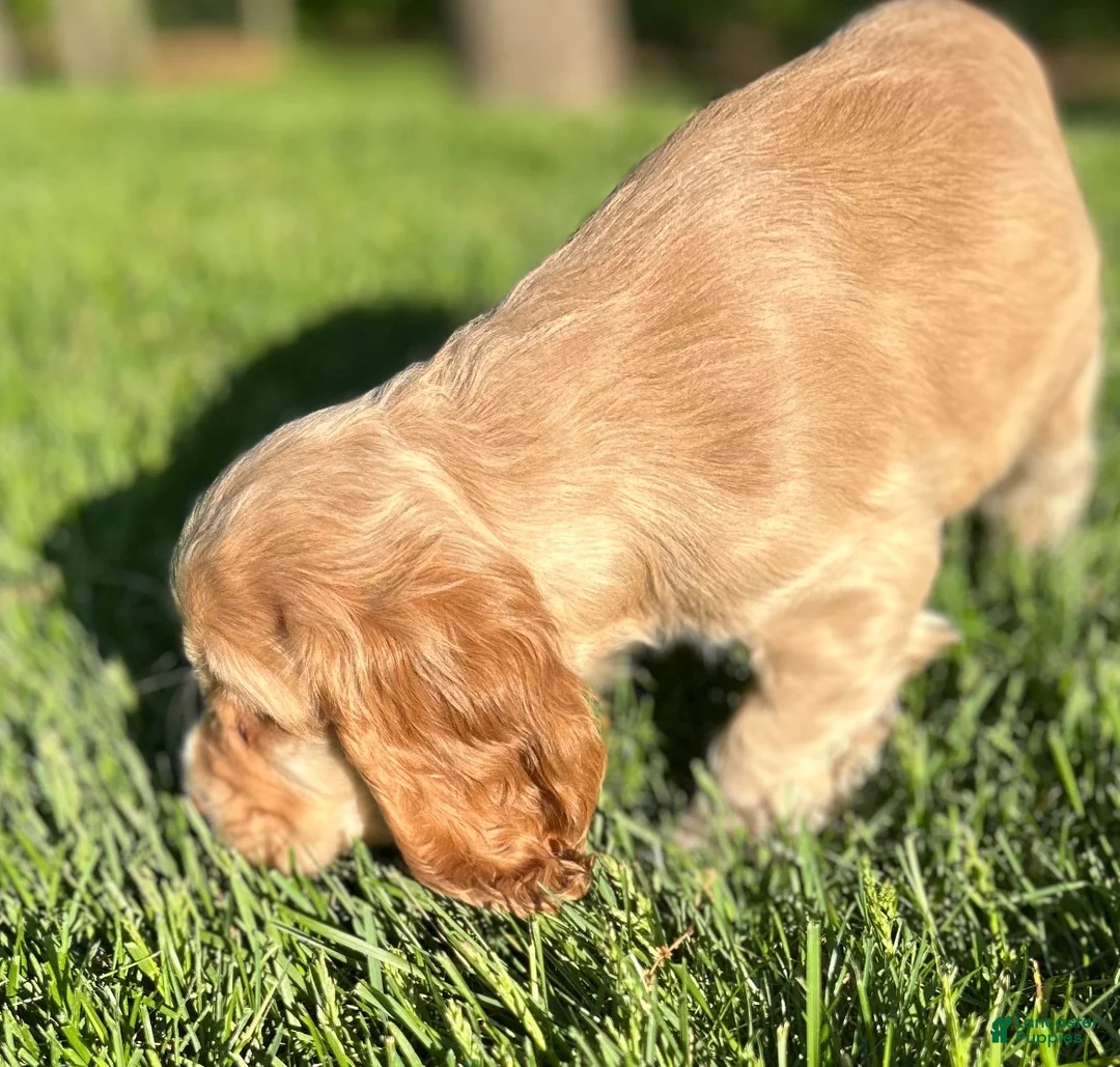 Cocker Spaniel dogs for sale: Gayle - Ad 4