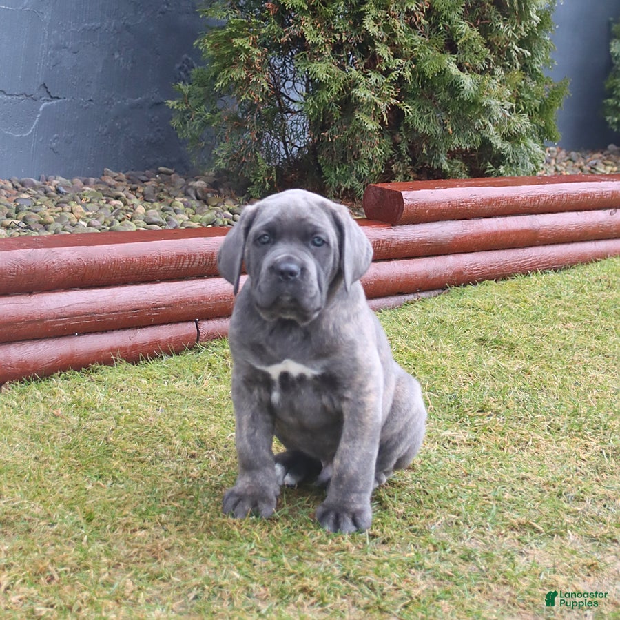 Cane Corso dogs Gallant - Ad 1