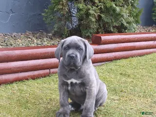 Cane Corso dogs for sale: Gallant - Ad 4