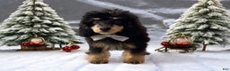 Toy Poodle dogs for sale: Cashmere - Ad 1