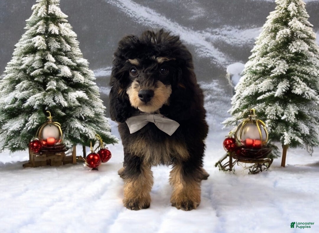 Toy Poodle dogs for sale: Cashmere - Ad 1