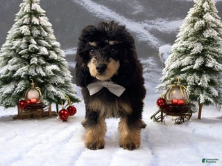 Toy Poodle dogs Cashmere - Ad 32